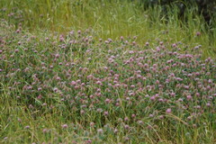 Trifolium hirtum