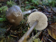 Tephrocybe rancida