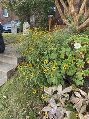Rudbeckia