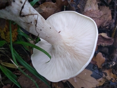 Melanoleuca strictipes