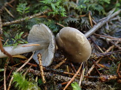 Tephrocybe rancida