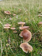 Cuphophyllus colemannianus