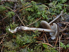 Tephrocybe rancida
