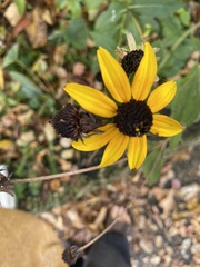 Rudbeckia