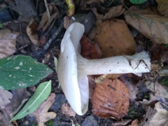 Melanoleuca strictipes