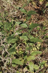 Eupatorium pubescens