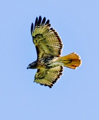 Buteo jamaicensis umbrinus
