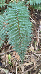 Polystichum vestitum