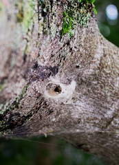 Nephilingis cruentata