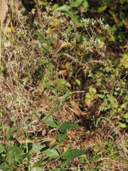 Eupatorium pubescens