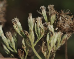 Eupatorium pubescens