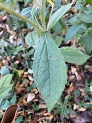 Rudbeckia