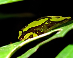 Dendropsophus ebraccatus