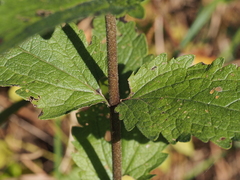 Eupatorium pubescens