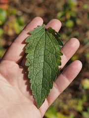 Eupatorium pubescens