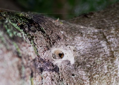 Nephilingis cruentata