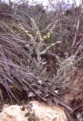 Verbascum pulverulentum
