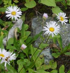Erigeron coulteri