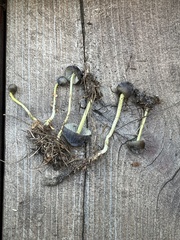 Mycena griseoviridis