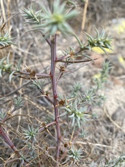 Salsola australis