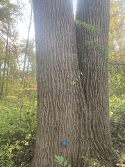 Liriodendron tulipifera