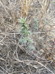 Salsola australis