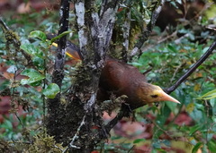 Psarocolius angustifrons