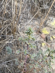 Salsola australis