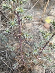 Salsola australis