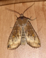 Eupsilia transversa