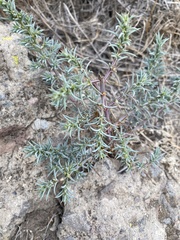 Salsola australis
