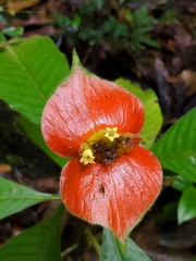 Palicourea tomentosa