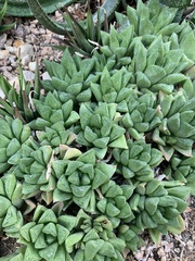 Haworthia