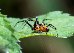 Alpaida grayi