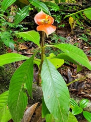 Palicourea tomentosa