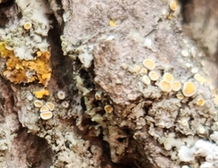 Caloplaca cerina