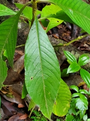 Palicourea tomentosa