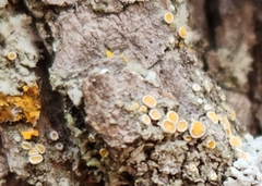 Caloplaca cerina