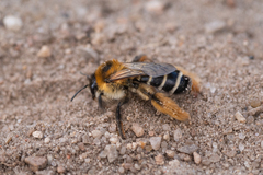 Dasypoda hirtipes