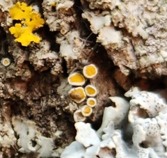 Caloplaca cerina