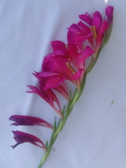 Gladiolus