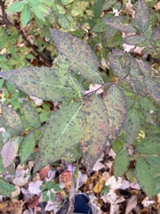 Vaccinium myrtilloides