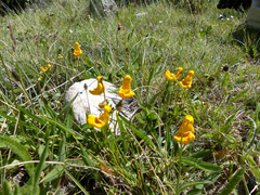 Calceolaria uniflora × polyrhiza