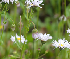 Erigeron coulteri