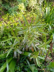 Myoporum laetum