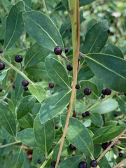 Ilex glabra