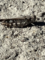 Spharagemon marmorata