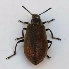 Lagria villosa