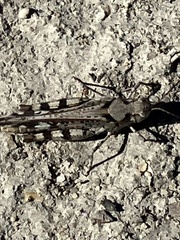 Spharagemon marmorata