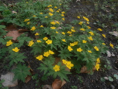 Anemonoides ranunculoides